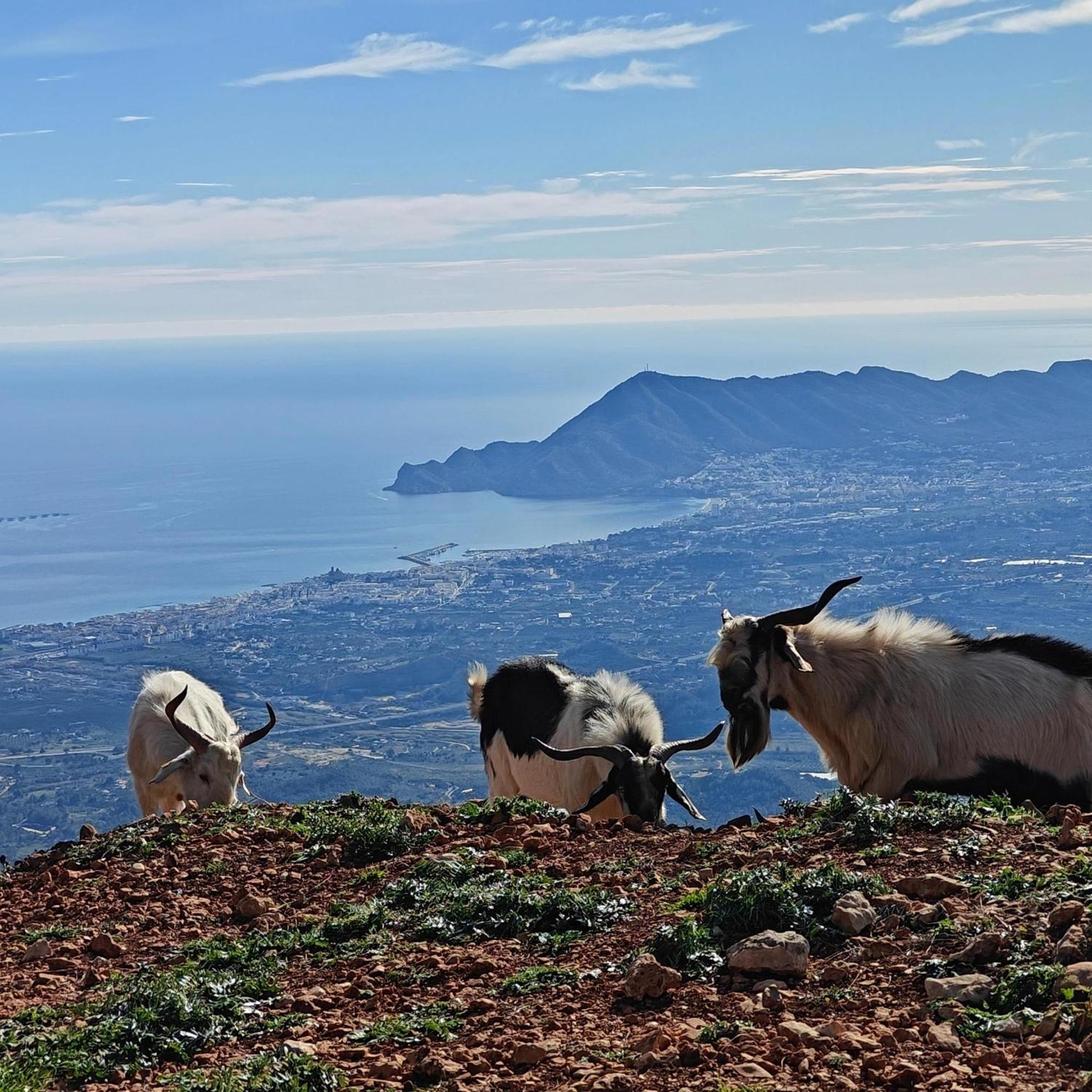 Finca Oliva Bolulla Bagian luar foto