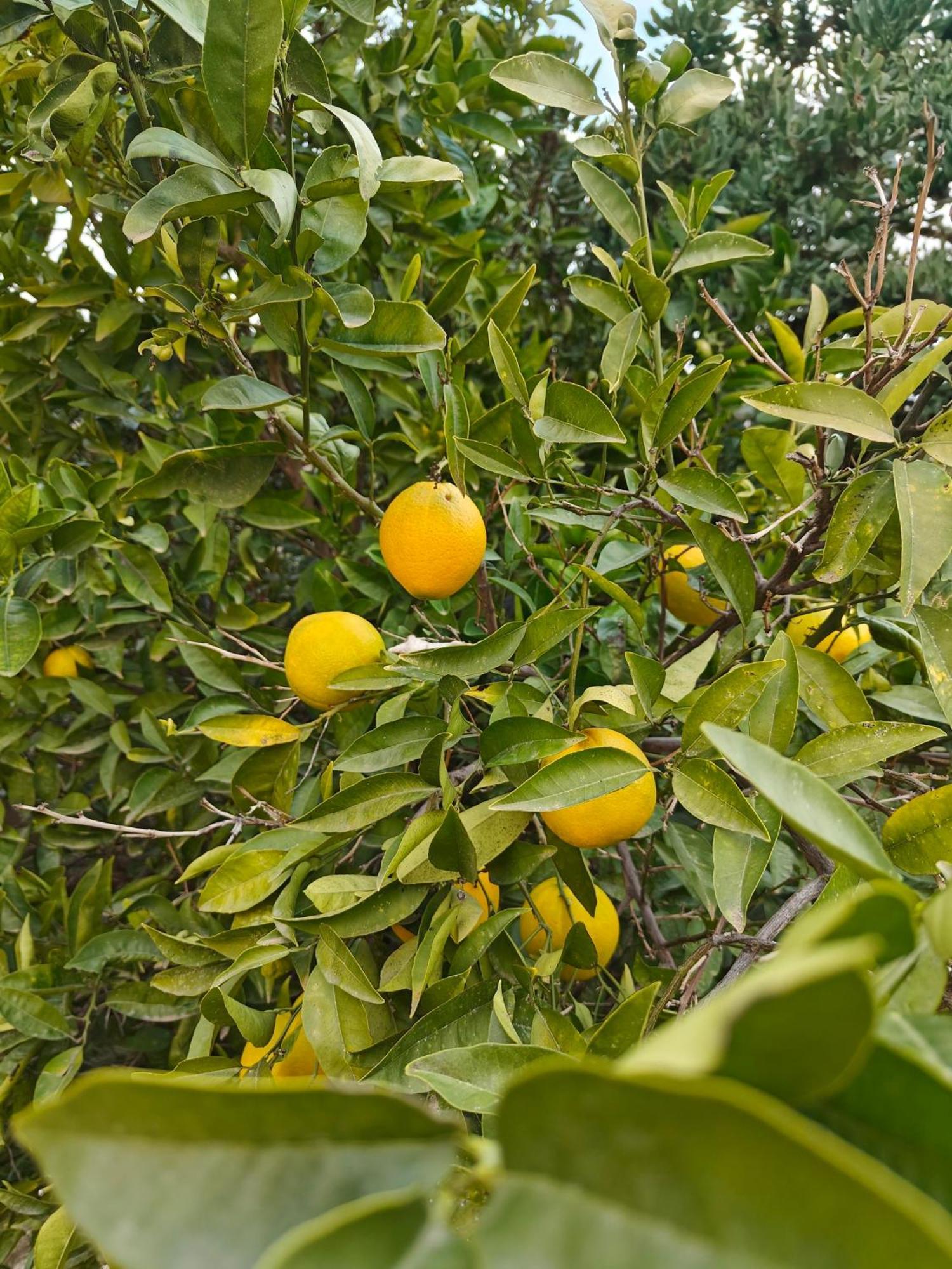 Finca Oliva Bolulla Bagian luar foto