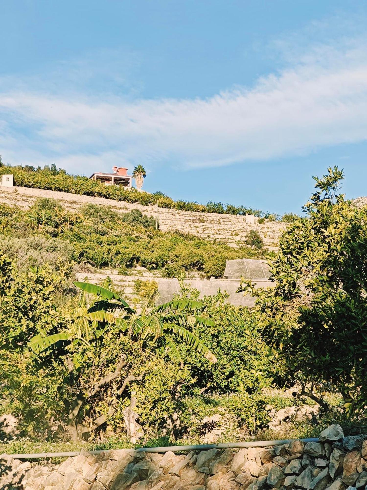 Finca Oliva Bolulla Bagian luar foto