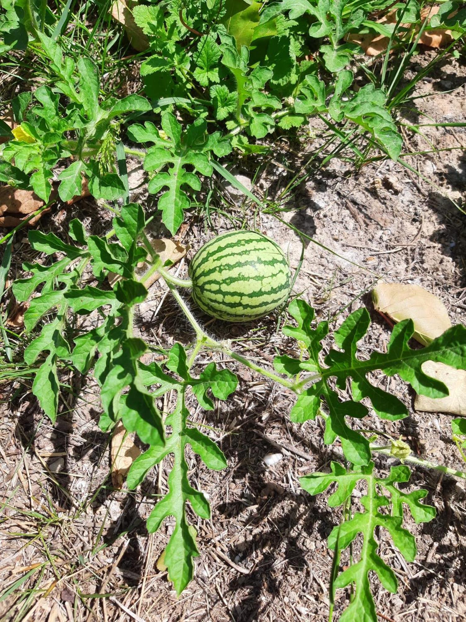 Finca Oliva Bolulla Bagian luar foto